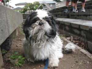 090630dog 006.jpg